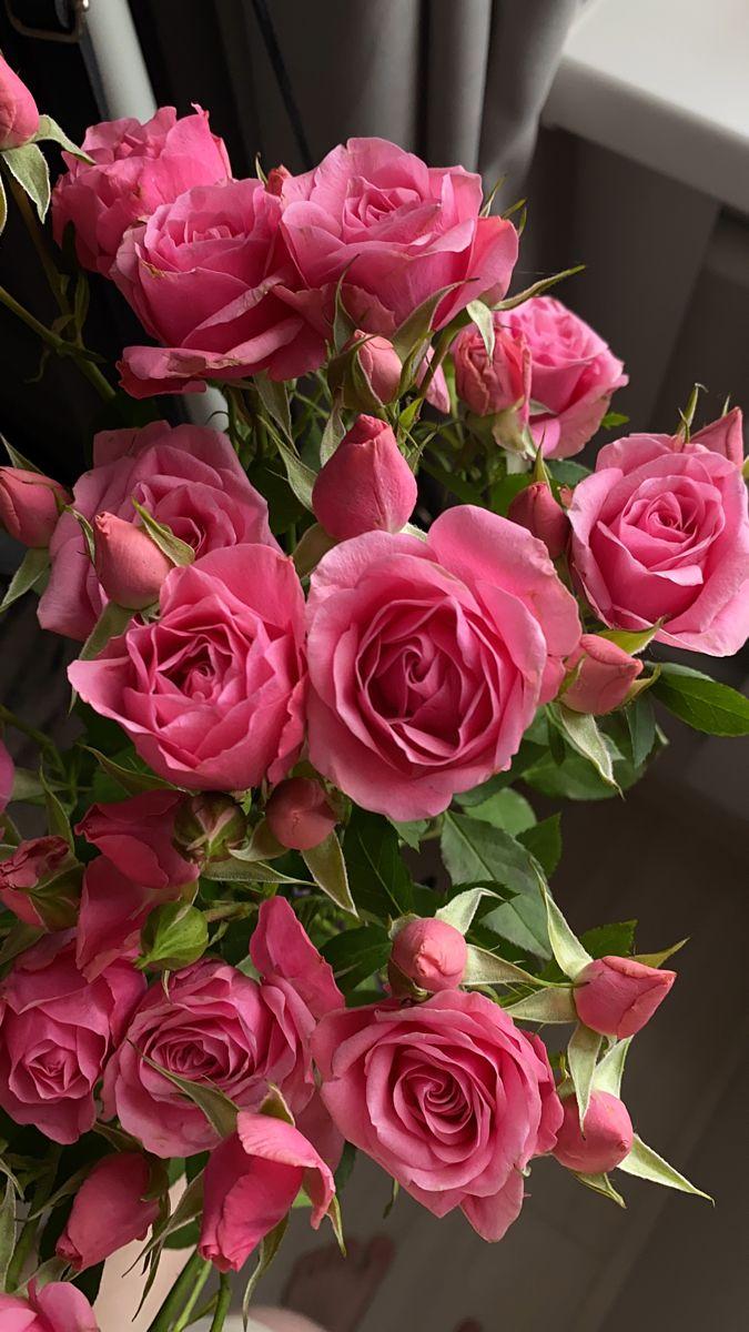 Celestial Dawn Harmony Blooms